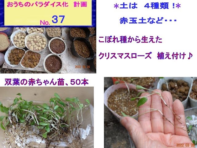 Growing Christmas roses from scattered seeds (planting baby two