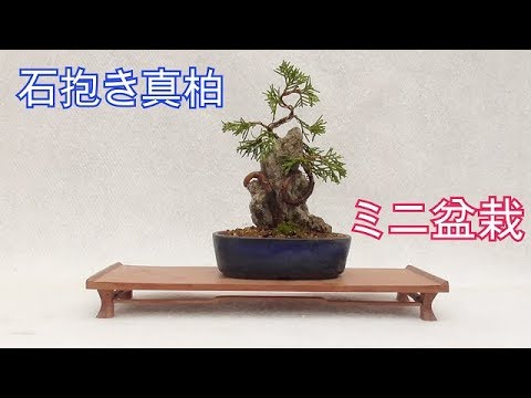 A miniature bonsai of a stone-holding cypress - YouTube