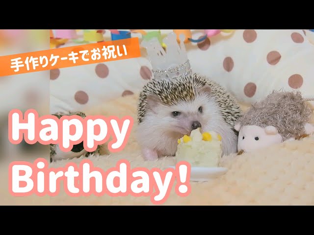 ハリネズミのお誕生日に手作りケーキをプレゼント！Birthday present