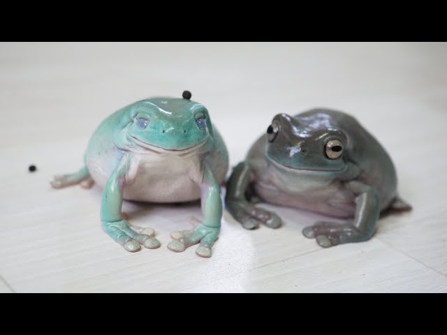 いつも仲良しなカエルの姉妹が可愛い Cute frog sisters who are