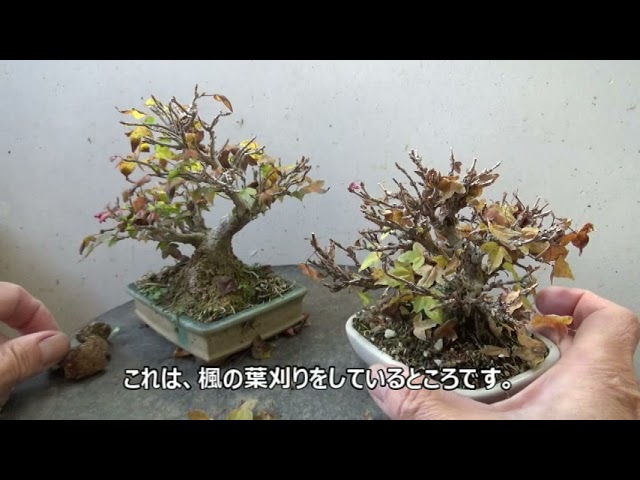 盆栽工房 春嘉 - YouTube