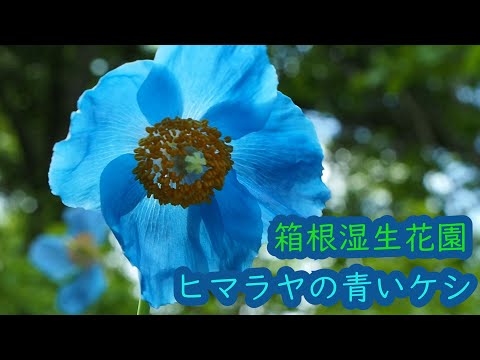 箱根湿生花園】～ヒマラヤの青いケシ(ブルーポピー）～ - YouTube