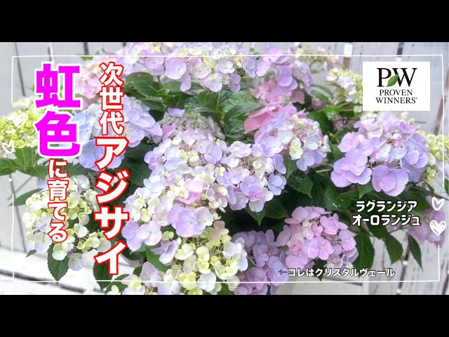 How to make hydrangeas rainbow-colored