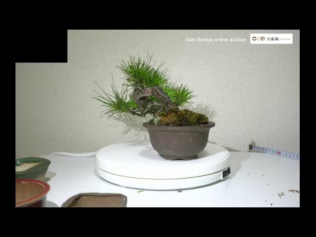 第3回 盆栽オンラインオークション - YouTube