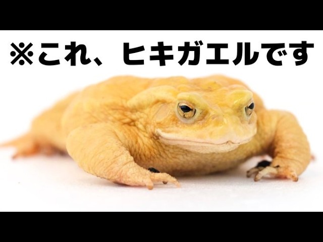 Toad Battle] Finally found! The mutant golden toad, and now it's