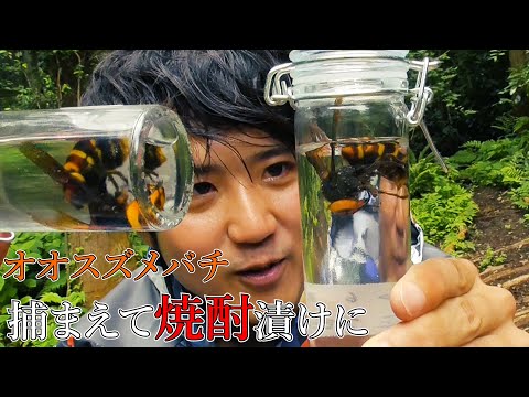 オオスズメバチ焼酎漬け1リットル✕2本 3年もの オオスズメバチ焼酎