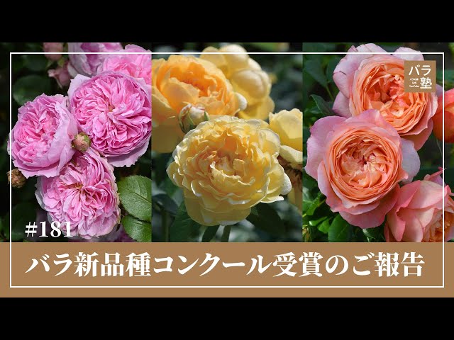 181 New Rose Variety Competition Winner Report - YouTube