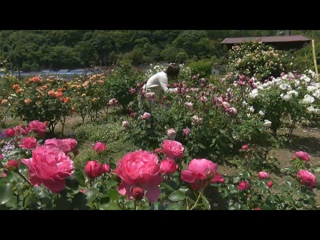 Welcome to the rose garden run by a married couple! Approximately
