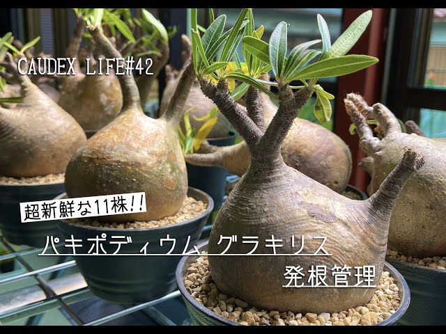 CAUDEX LIFE #42】パキポディウム グラキリス 発根管理 超新鮮な11株