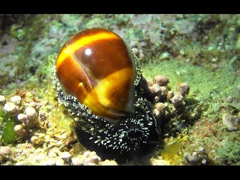 陶器のような貝】 お金として使われていた「宝貝」 