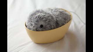 もふもふした愛らしさを持つAIペット型ロボット「もふりん」 日本発で