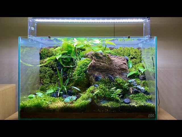 THE FALLEN TREE - Pacman Frog's Terrarium in ADA 60P - YouTube