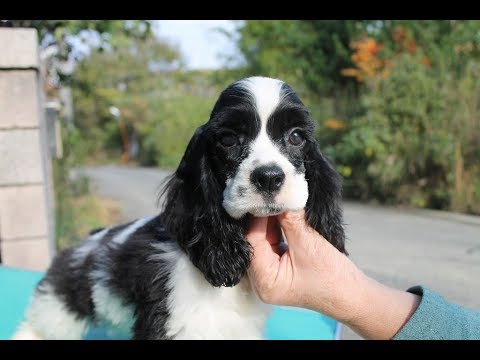 NO.【ACO080203】アメリカンコッカースパニエル パーティ白黒 男の子