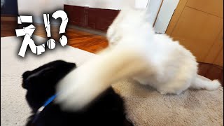 突然の猫パンチに、驚く黒ちゃん。 - YouTube