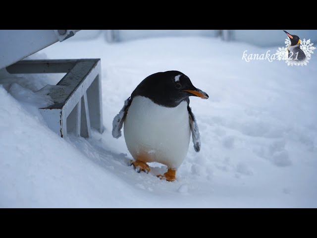 旭山動物園 トボガン広場仔ペンギン達大いに気に入る！ - YouTube