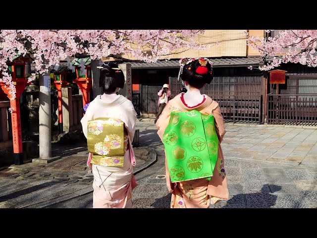 Geisha Walk in Gion Shirakawa of Kyoto | Sakura | 春の京都、祇園