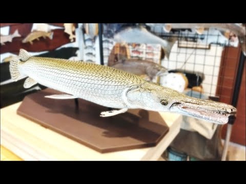 まるで生きてる！最高の剥製をつくるならおススメはここ！【魚類剥製