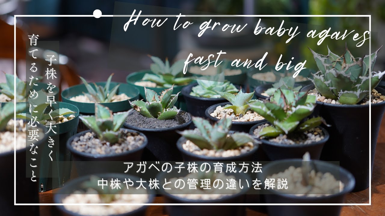アガベ】子株の頃の水やり、光、風について｜成長しない場合にチェック