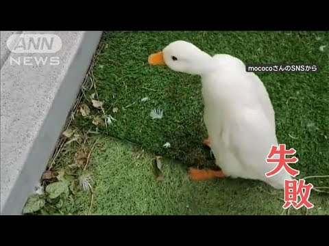 飛べない”アヒルさん 段差を前に一生懸命ピョンピョン！助走も…「練習