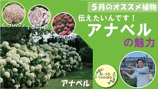 Let me explain the appeal of Annabelle! - YouTube