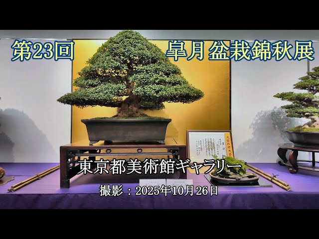 第23回皐月盆栽錦秋展 = 主催：日本皐月協会 = [4K] The 23rd Satsuki