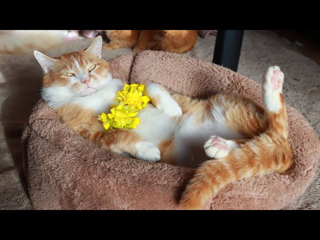 すいせんのせ猫 250508 - YouTube