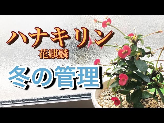 多肉植物】花麒麟🦒 冬のお世話＃ハナキリン＃多肉植物 - YouTube