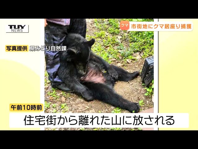 カーテンを開けたらクマ」 上山市の住宅街…あまりの近さに驚き 民家の