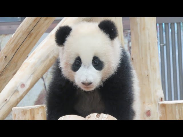 かわいい♥ ぬいぐるみみたいな赤ちゃんパンダがやってきた