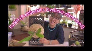 P.Akki(P.willinckii x P.veitchii silver frond)通風パネル付け - YouTube
