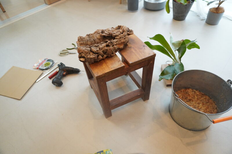 初心者にもできる】板付ビカクシダをコルク板にお引越しする5つの