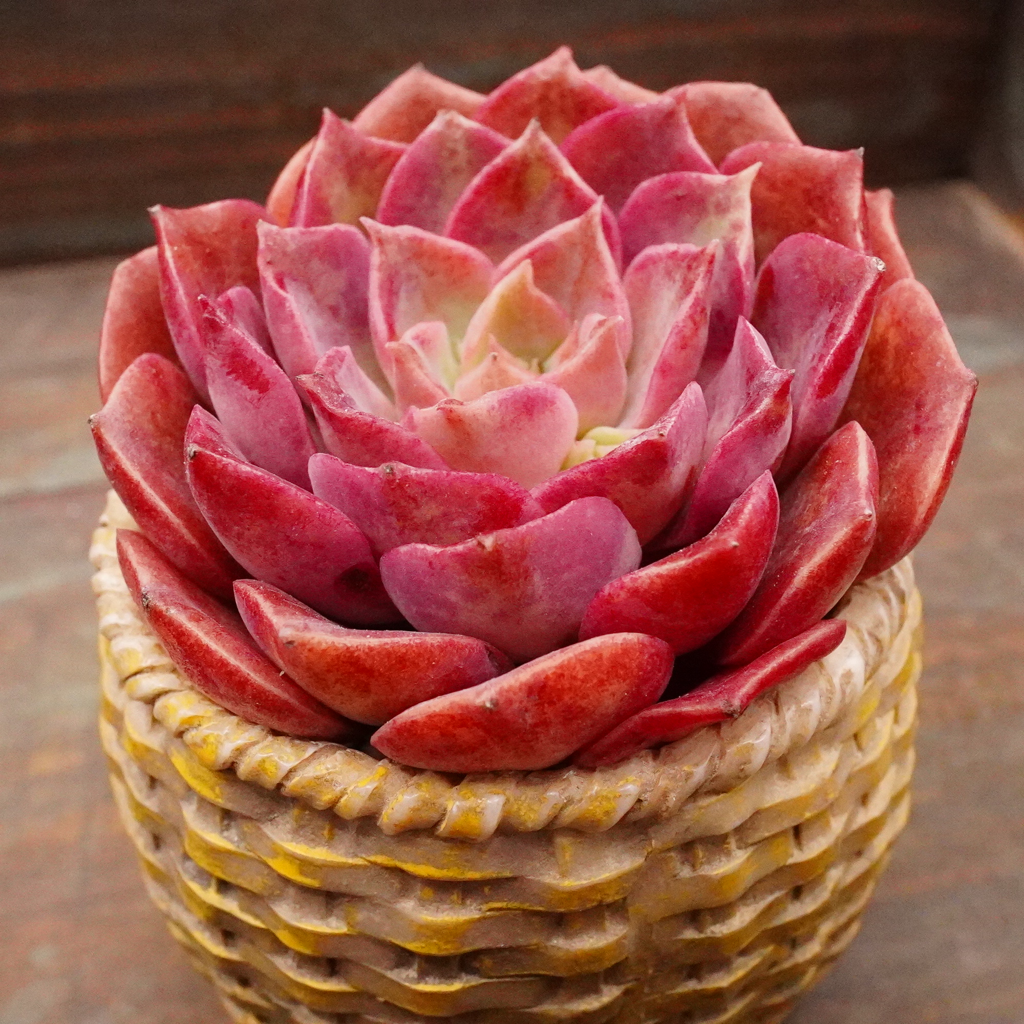 リラシナ錦 | E-TANIKU（イータニク）