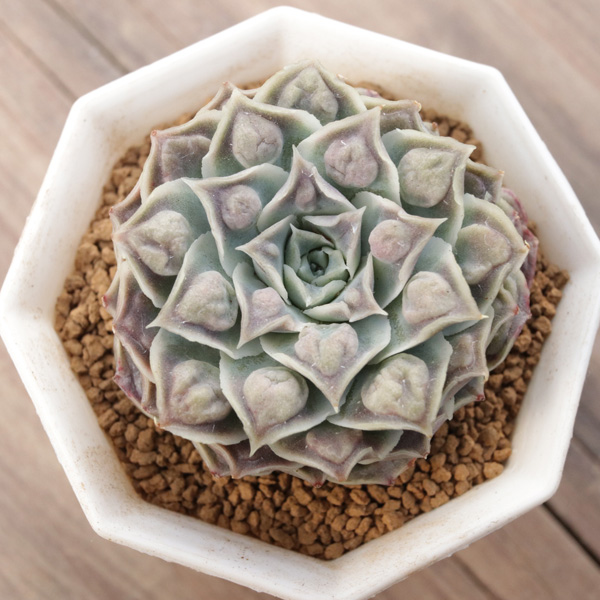 ハートチョイス】の紹介ページ｜E-TANIKU（イータニク）