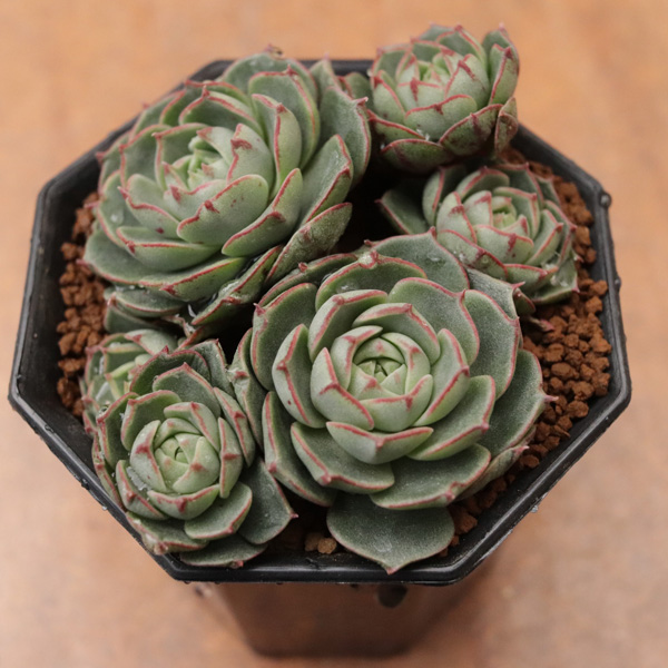 原種ロンギシマラブファイヤー】の紹介ページ｜E-TANIKU（イータニク）