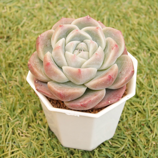 アルバビューティー】の紹介ページ｜E-TANIKU（イータニク）