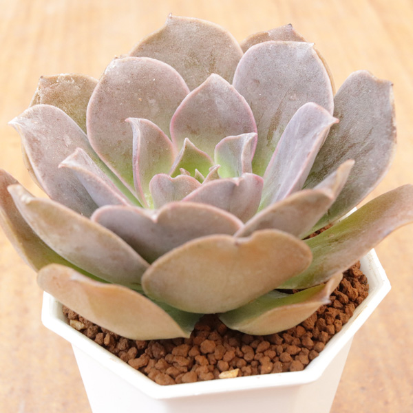 エリキュラミス】の紹介ページ｜E-TANIKU（イータニク）