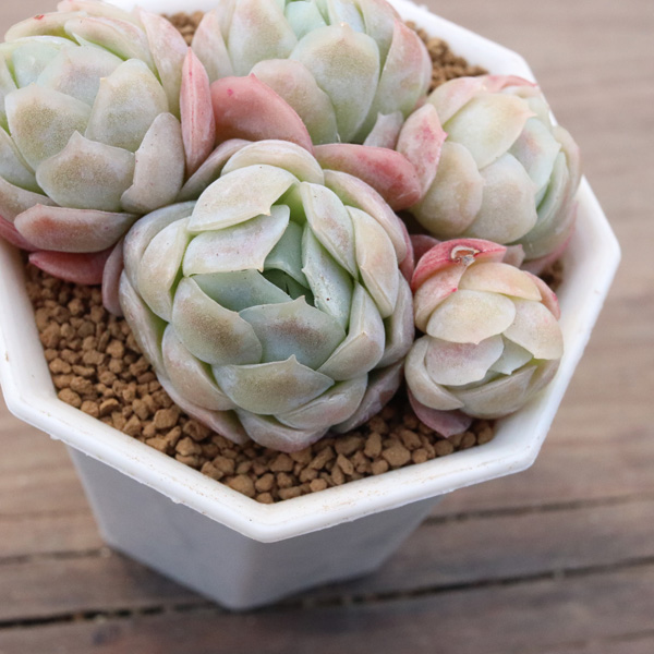 ラズベリーアイス】の紹介ページ｜ E-TANIKU（イータニク）