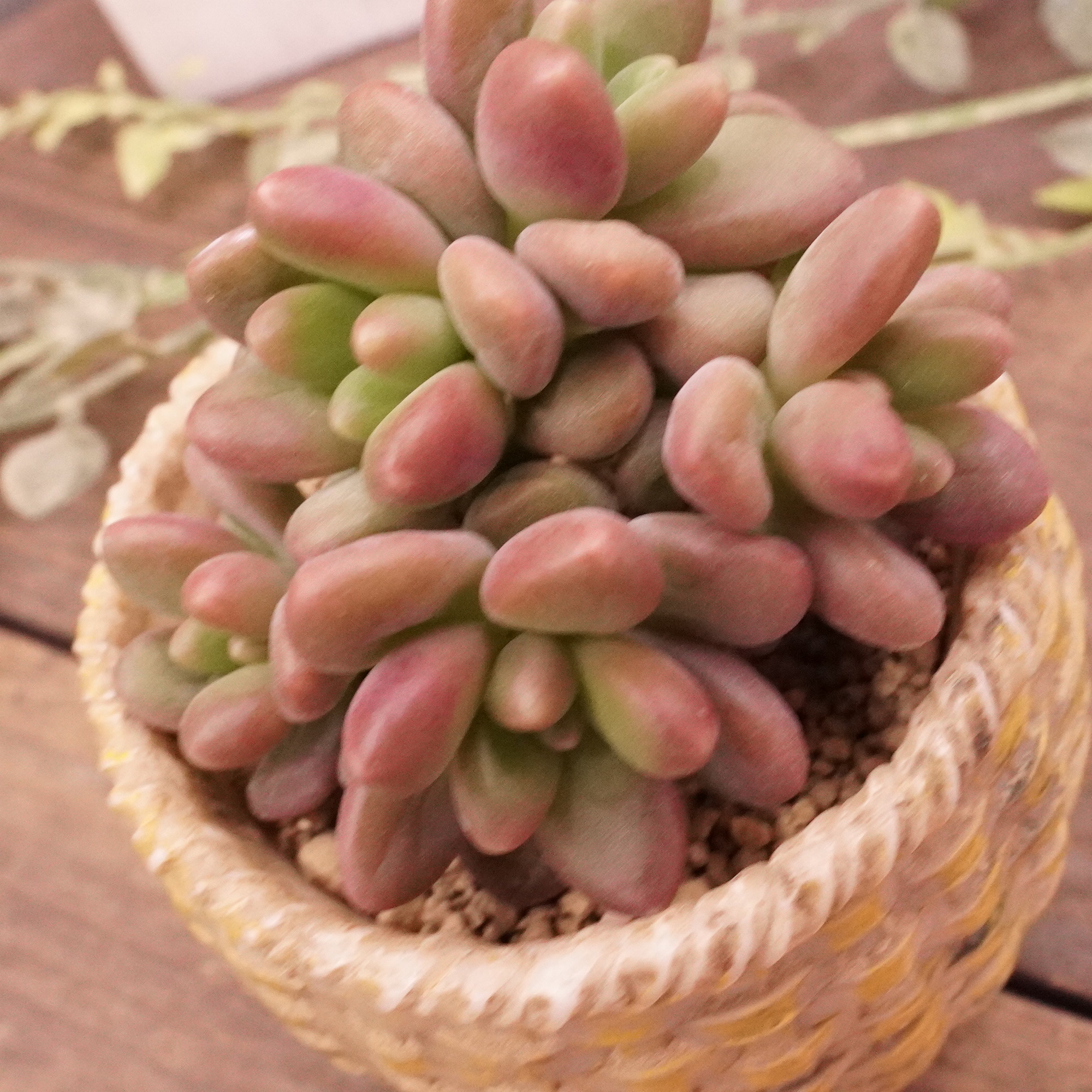 プリリンゼアナ】の紹介ページ｜E-TANIKU（イータニク）