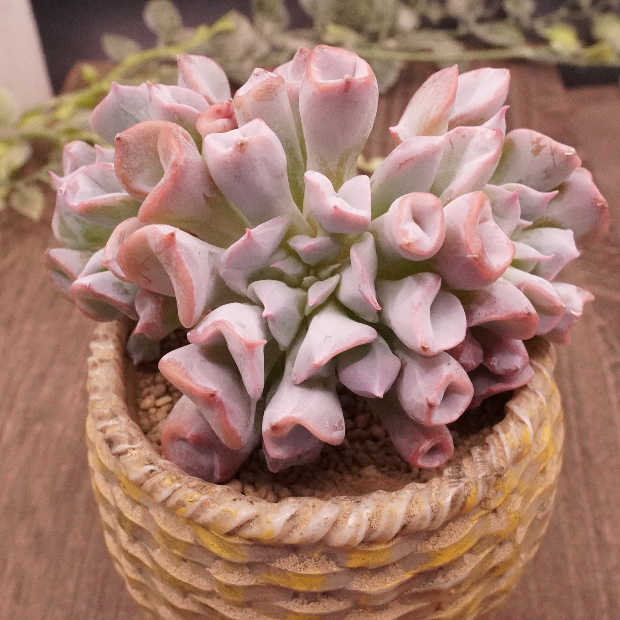 スティルハート】の紹介ページ｜E-TANIKU（イータニク）