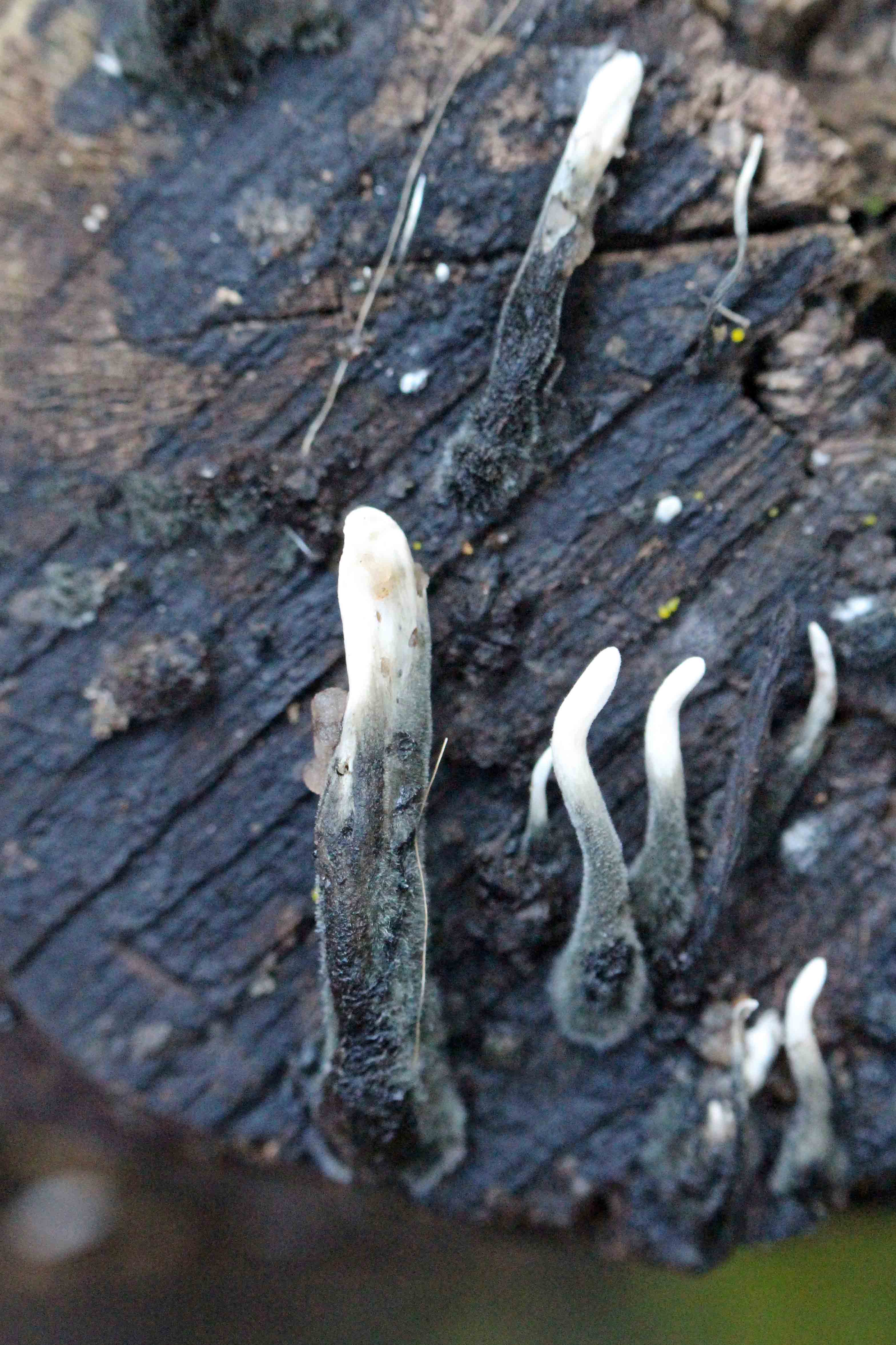 The right snuff | earthstar