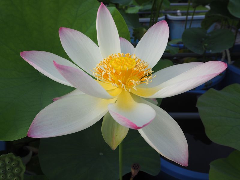 P7050179.jpg?fit=800,600&ssl=1