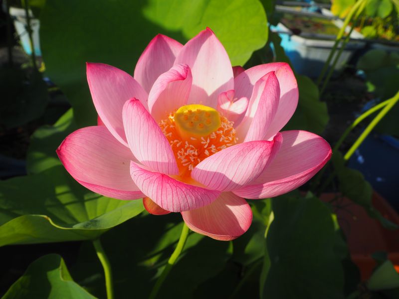 桃色の蓮 - 蓮道場