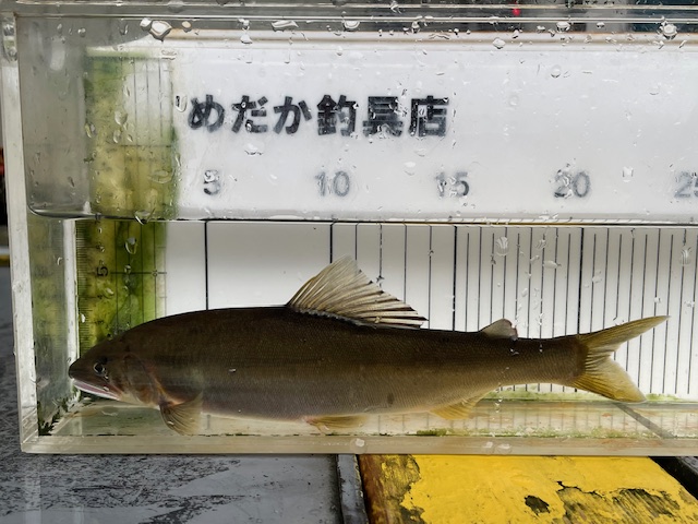 R7/9/14（日） 鮎の釣果＆釣人達 | めだか釣具店