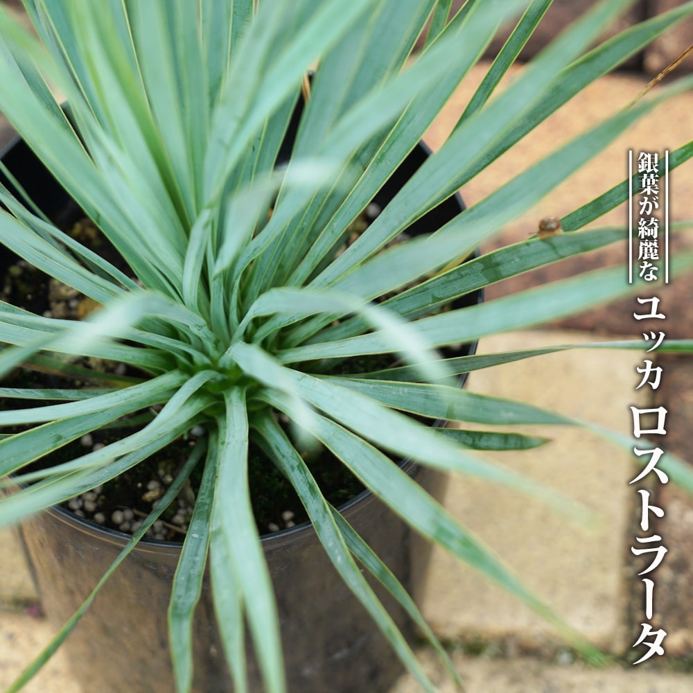 ロストラータ ユッカ の特徴と育て方 niwa_jt046-5 | 苗木部の部室