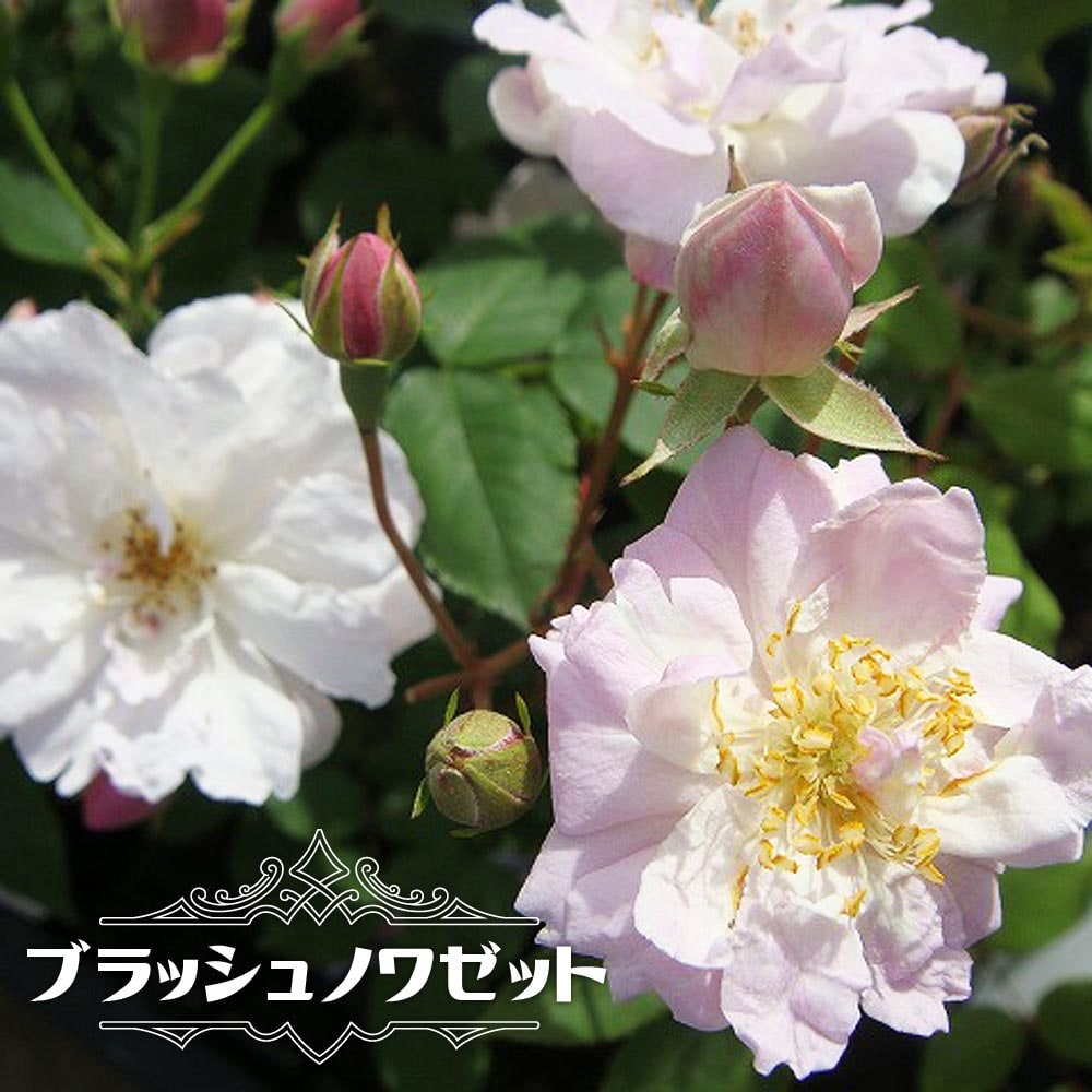 old005_01.jpg?w=850&ssl=1