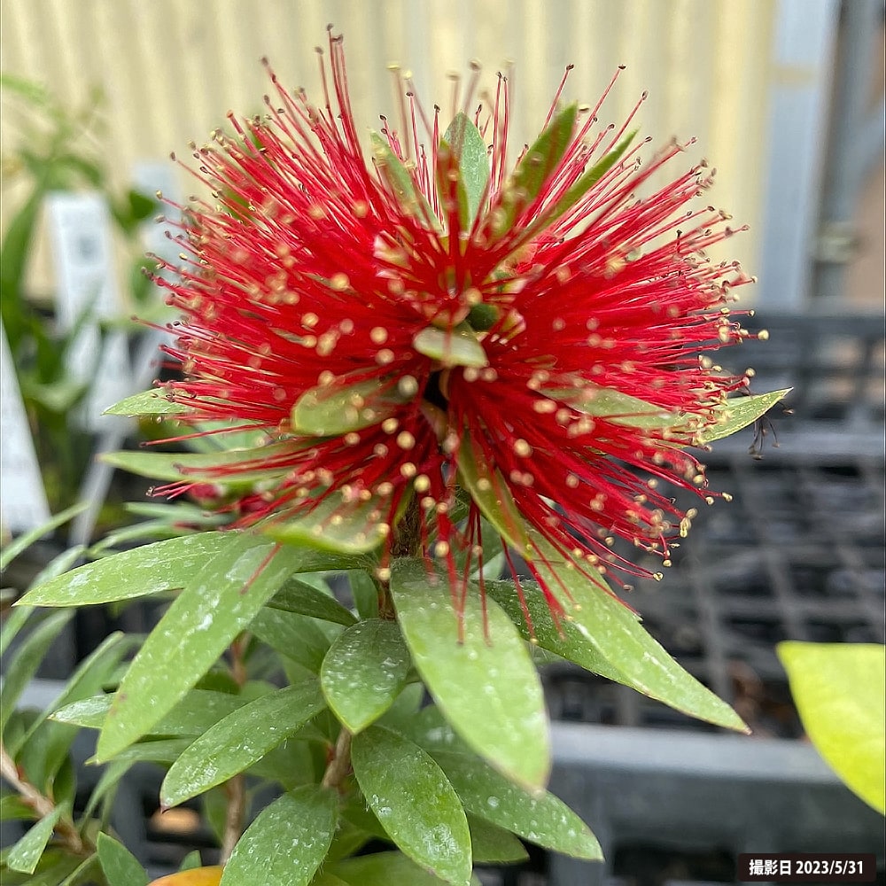 リトルジョン キンポウジュ カリステモンの特徴と育て方 | 苗木部の