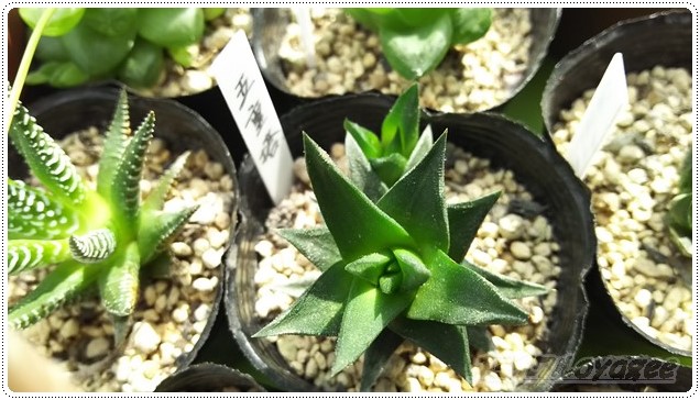 斑入りハオルチアの「良い子、悪い子、普通の子」［五重の塔錦・編