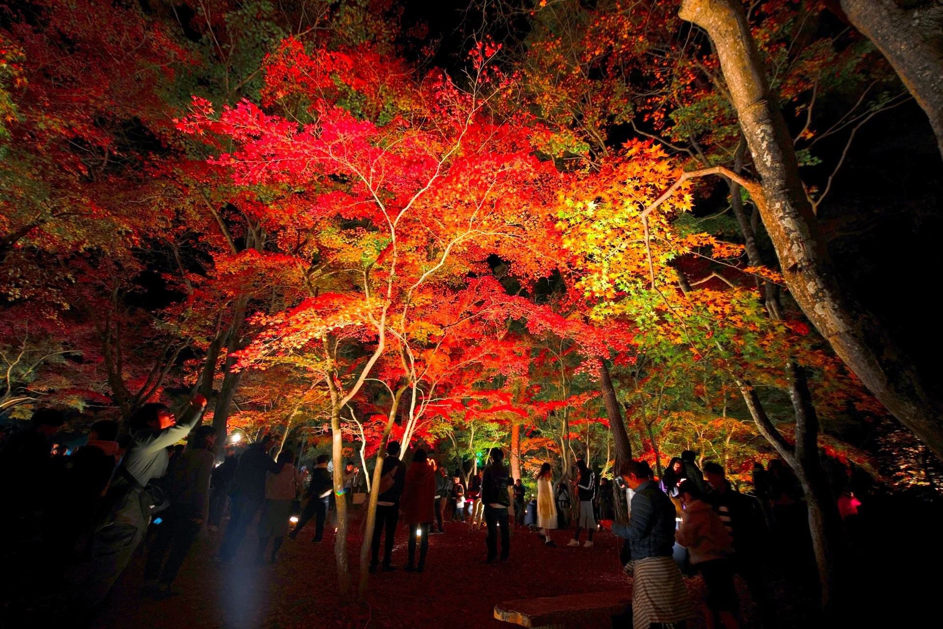 月の石もみじ公園『紅葉ライトアップ』（長瀞紅葉まつり）｜2025