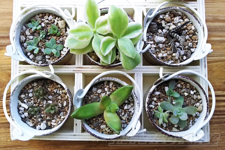 多肉植物の植替え｜ツルボラン科のハオルシア、子持ちレンゲ、セダム