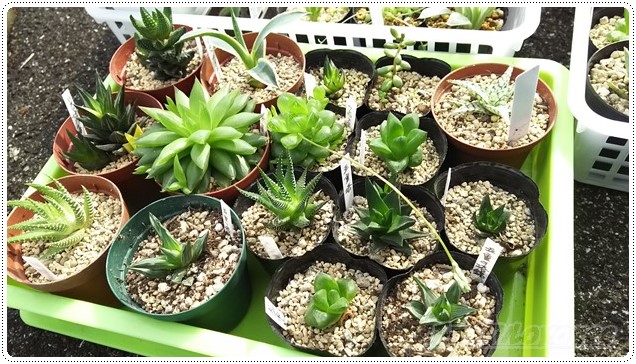 斑入りハオルチアの「良い子、悪い子、普通の子」［五重の塔錦・編